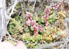 Crassula capitella thyrsiflora