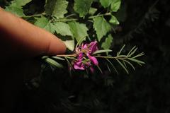 Indigofera denudata
