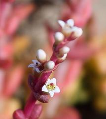 Crassula capitella thyrsiflora