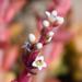 Crassula capitella thyrsiflora - Photo (c) Marion Maclean, some rights reserved (CC BY-NC), uploaded by Marion Maclean