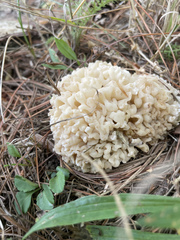 Sebacina sparassoidea