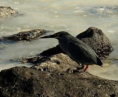 Butorides striata sundevalli