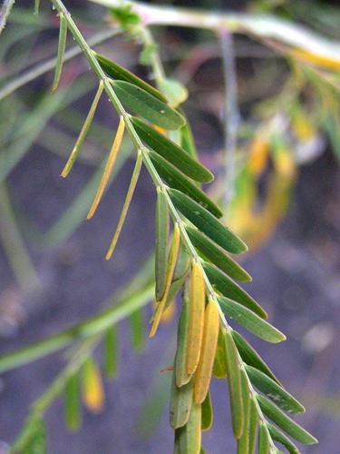 Sesbania bispinosa image