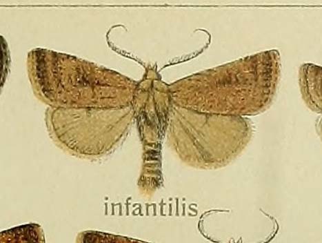 Xestia infantilis