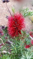 Kunzea baxteri