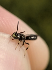 Protandrena andrenoides