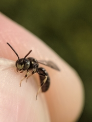 Protandrena andrenoides