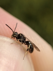 Protandrena andrenoides