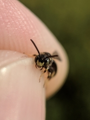 Protandrena andrenoides