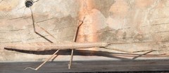Candovia granulosa