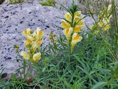 Linaria vulgaris