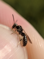 Protandrena andrenoides