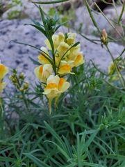 Linaria vulgaris