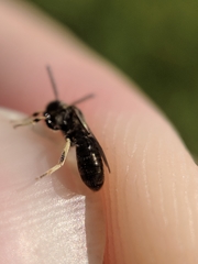 Protandrena andrenoides