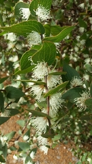 Hakea ferruginea