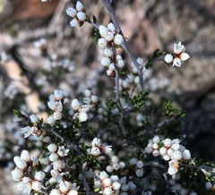 Cryptandra tomentosa
