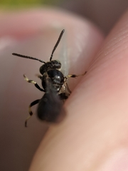 Protandrena andrenoides