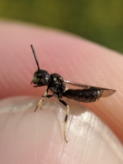 Protandrena andrenoides