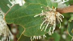 Hakea ferruginea