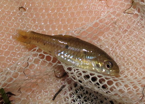 Enteromius pallidus