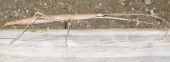Candovia granulosa