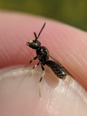 Protandrena andrenoides