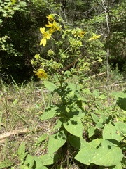 Silphium glutinosum