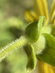 Silphium glutinosum