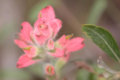 Castilleja affinis contentiosa