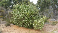 Hakea ferruginea
