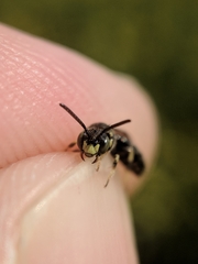 Protandrena andrenoides