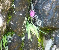 Hesperantha scopulosa