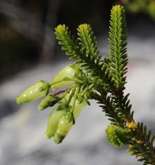 Erica urna-viridis