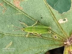 Tagasta marginella