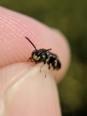 Protandrena andrenoides