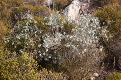 Amphithalea tomentosa