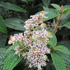 Miconia subseriata