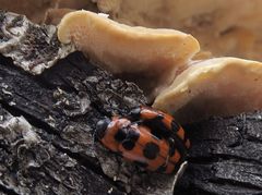 Episcaphula australis