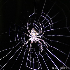 Araneus ventricosus