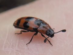 Episcaphula australis