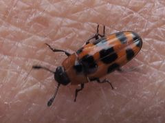 Episcaphula australis