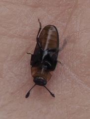 Episcaphula australis