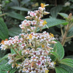 Miconia subseriata