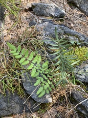Pellaea atropurpurea