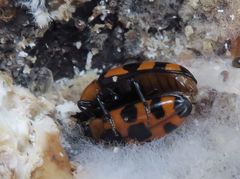 Episcaphula australis