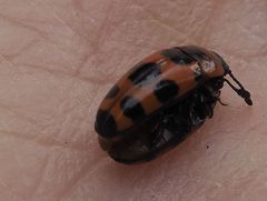 Episcaphula australis