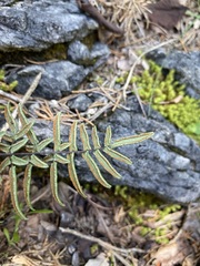 Pellaea atropurpurea