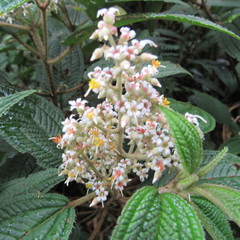 Miconia subseriata