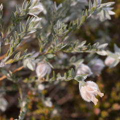 Amphithalea tomentosa