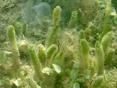Halophila